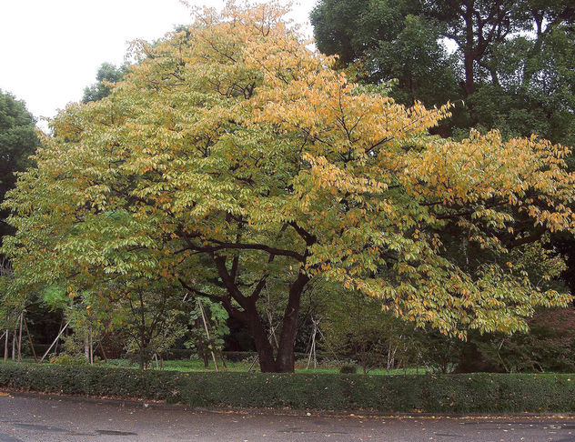 Japan (Tokyo) Autumn at Imperial Palace Garden - image gratuit #328403 