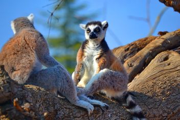 Lemur close up - Free image #328483