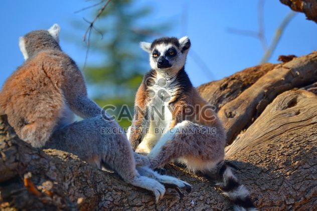 Lemur close up - Kostenloses image #328483
