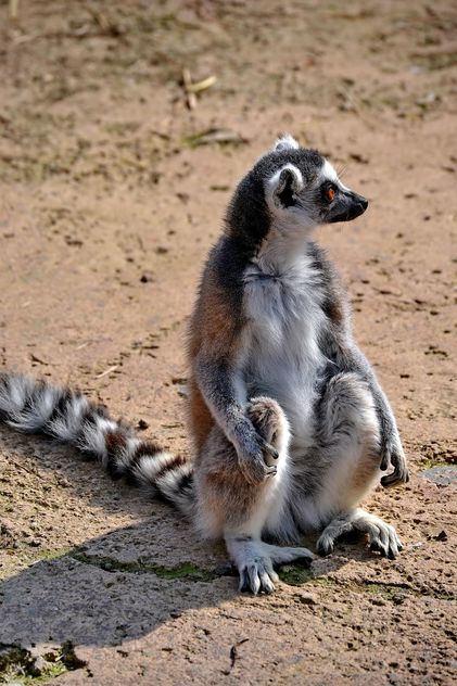 Lemur close up - Free image #328493