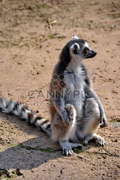 Lemur close up - image gratuit #328493 