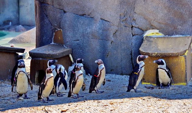 Group of penguins - Free image #328503