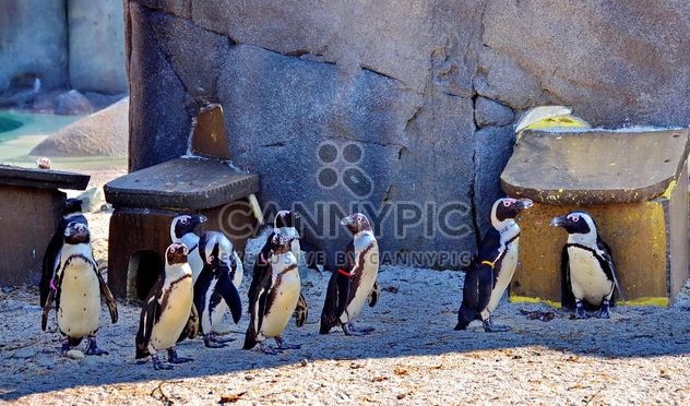 Group of penguins - бесплатный image #328503