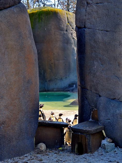 Group of penguins - Free image #328513