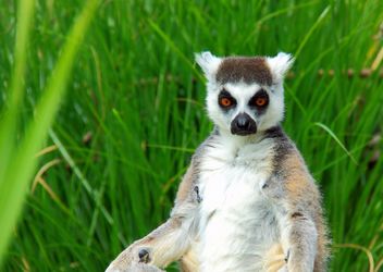 Lemures in park - бесплатный image #328523