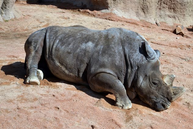 Rhino resting lying on the ground - image #328543 gratis