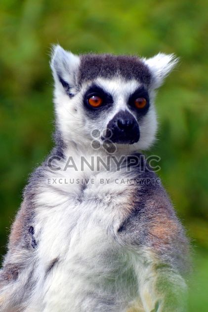 Lemures in park - Free image #328553
