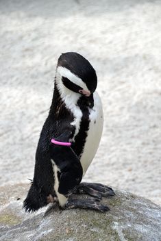 Penguin on a walk - Free image #328563