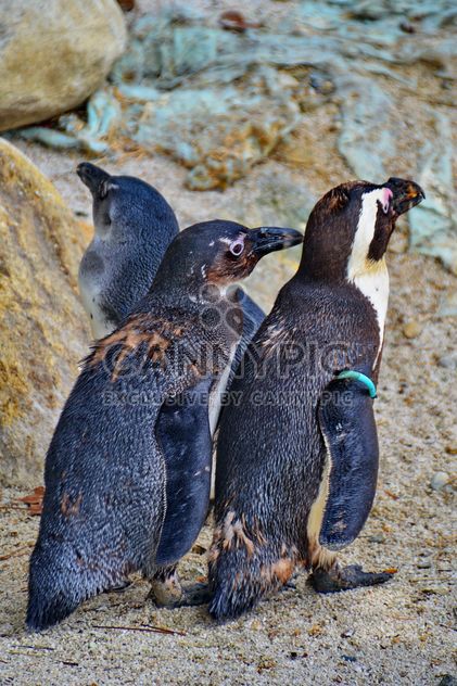 family of penguins - image gratuit #328573 