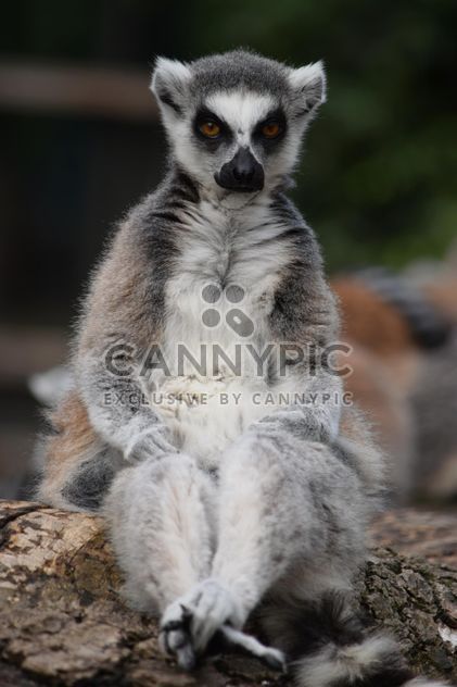 Lemur close up - image gratuit #328583 