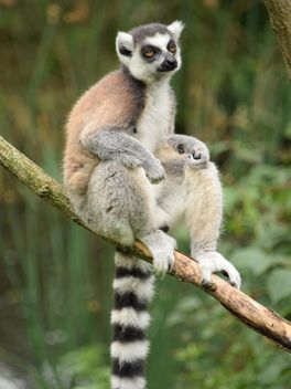 Lemur close up - Free image #328603