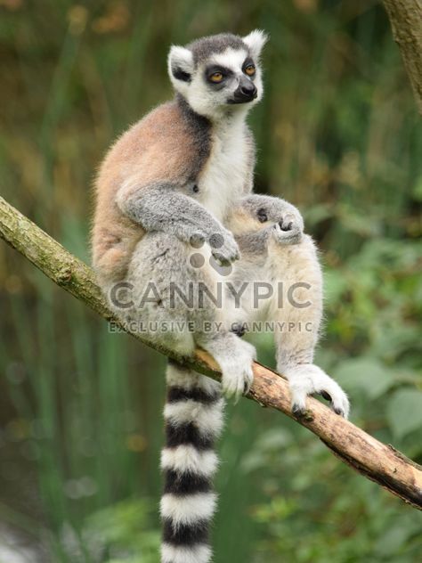 Lemur close up - Free image #328603