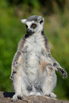 Lemur close up - Free image #328623