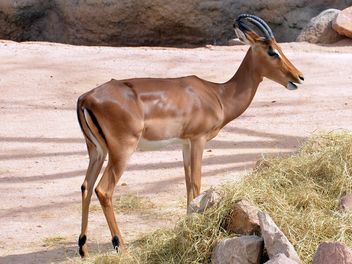 antelope in the park - image #328633 gratis