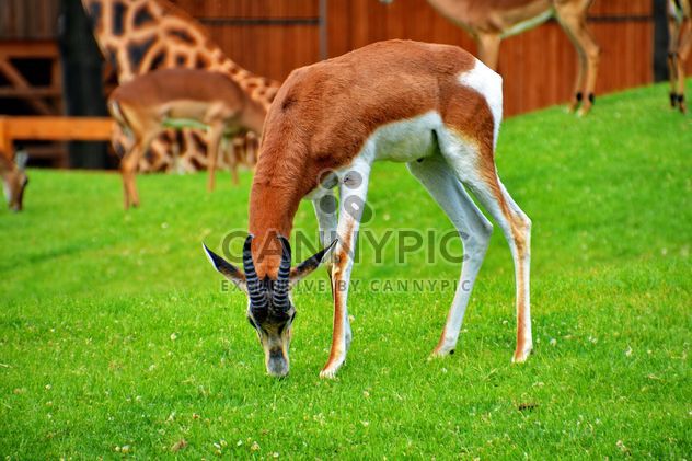 antelope in the park - image #328643 gratis