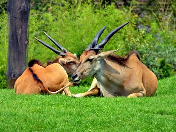 couple of antelope lying down on the gras - бесплатный image #328653