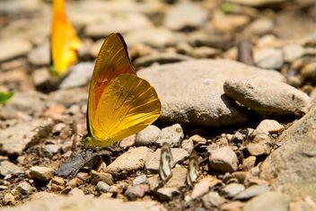 Butterfly on the rocks - image #328663 gratis