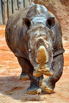 Rhinoceros in park - image #329063 gratis