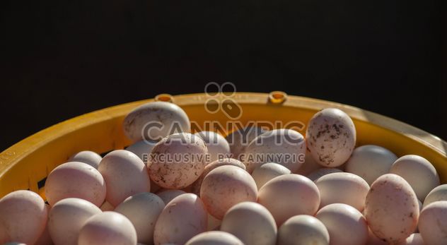 Duck eggs in yellow buckets - image #329663 gratis