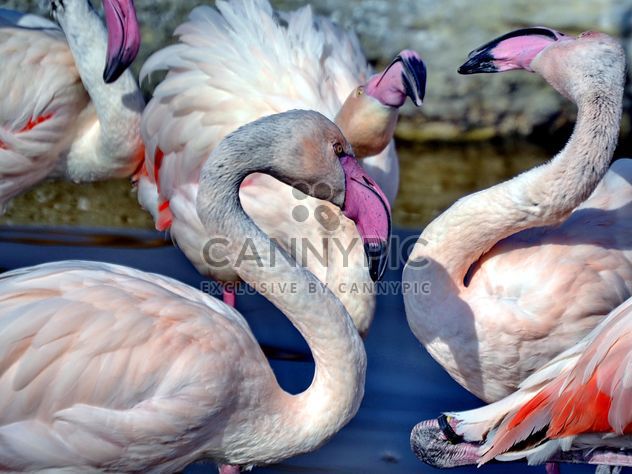 pink flamingos in park - Free image #329883
