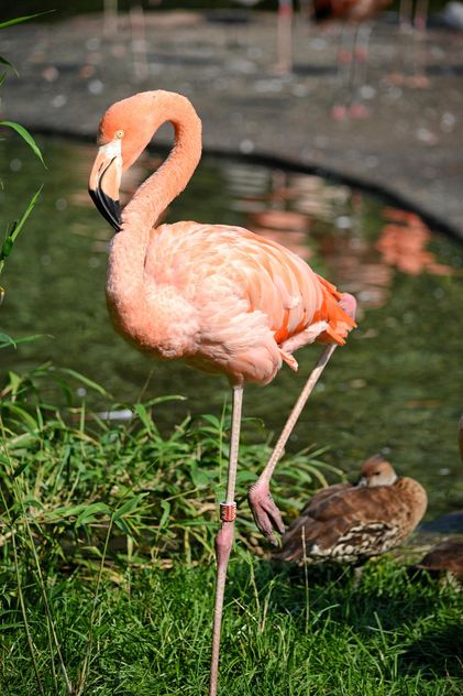 Flamingo in park - Free image #329923