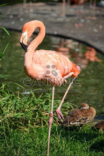 Flamingo in park - Free image #329923