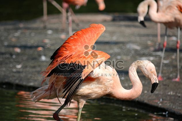Flamingo in park - image #329933 gratis