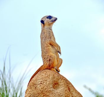 Meerkats in park - Free image #330233