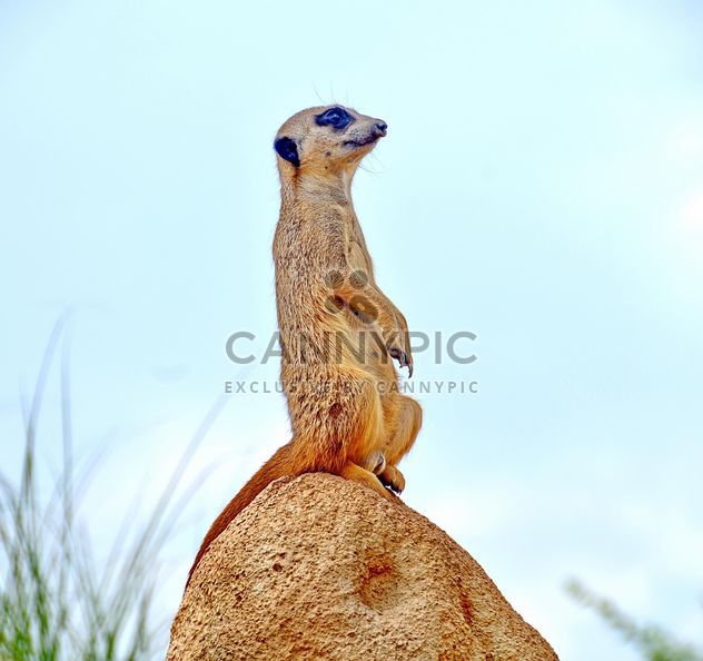 Meerkats in park - Kostenloses image #330233