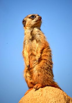 Meerkats in park - Free image #330243