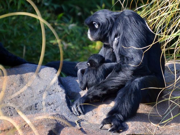 Siamang gibbon female with a cub - бесплатный image #330253