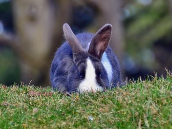 rabbits on a grass in a park - image gratuit #330283 