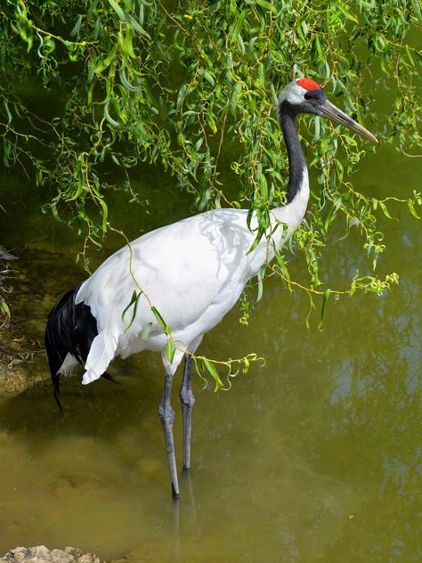 Crane in pond in a park - Free image #330293