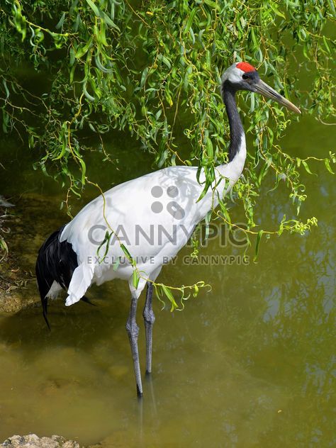 Crane in pond in a park - бесплатный image #330293
