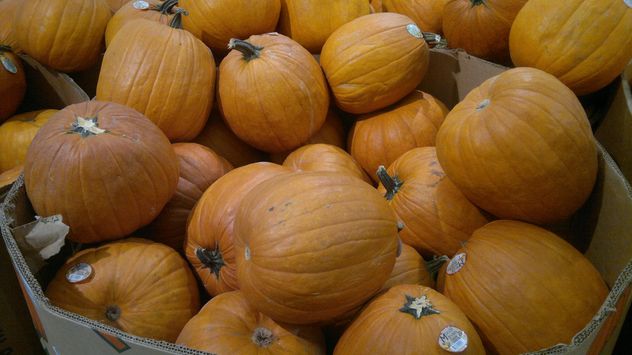 Pile of Pumpkins - Kostenloses image #330443
