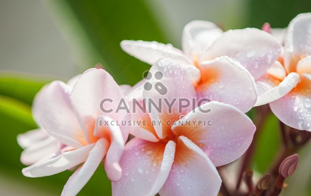 Close up of pink Plumeria - image #330863 gratis