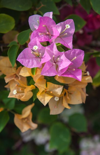 Bright colorful bougainvillea bush - image #330893 gratis