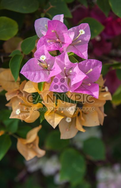 Bright colorful bougainvillea bush - image #330893 gratis