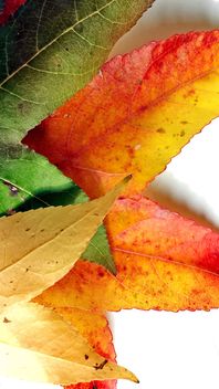 Autumn foliage - Kostenloses image #330953
