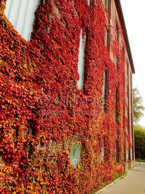 Autumn foliage on facade of the building - Free image #330973