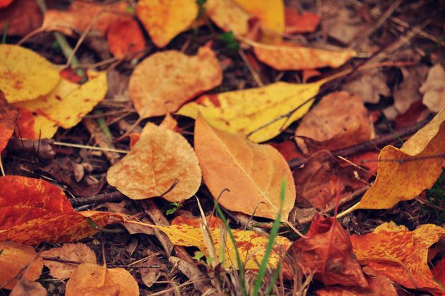 Autumn foliage - Kostenloses image #331013