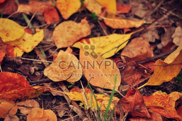 Autumn foliage - image gratuit #331013 