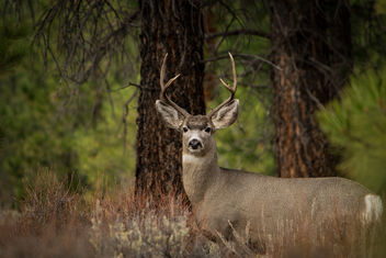 Mule deer - image gratuit #332543 