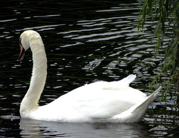 White swan in water - image #332763 gratis