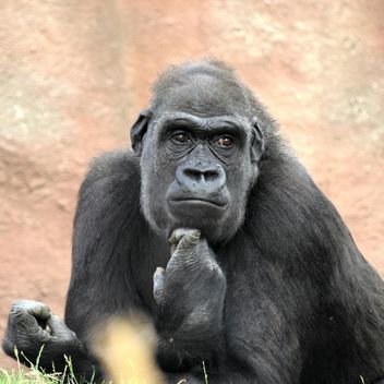 Gorilla rests in park - бесплатный image #333163