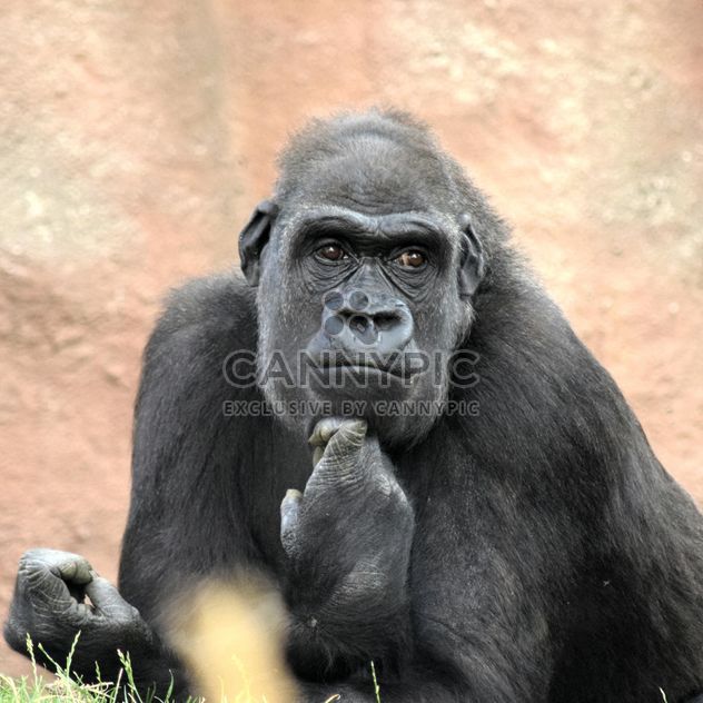 Gorilla rests in park - бесплатный image #333163