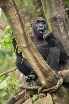 Gorilla on rope clibbing in park - image gratuit #333183 