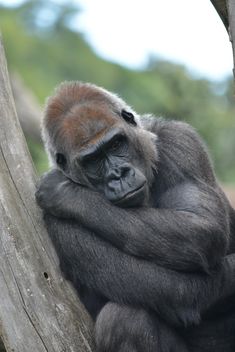 Gorilla rests in park - бесплатный image #333193