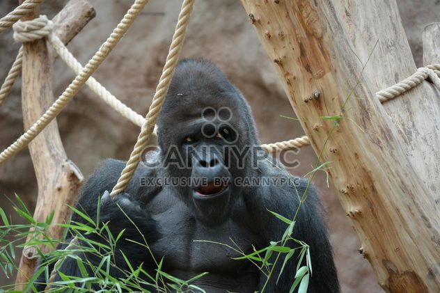 Gorilla on rope clibbing in park - image #333203 gratis