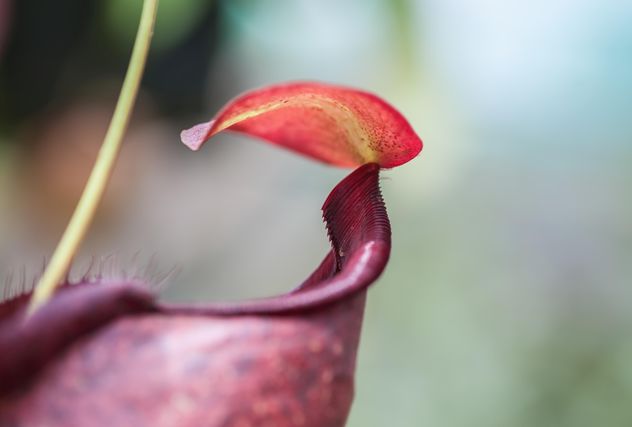 Nepenthes ampullaria, a carnivorous plant - Kostenloses image #333293